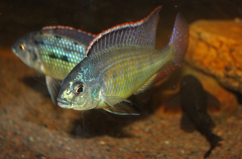 Protomelas virgatus 'Namalenje Island'